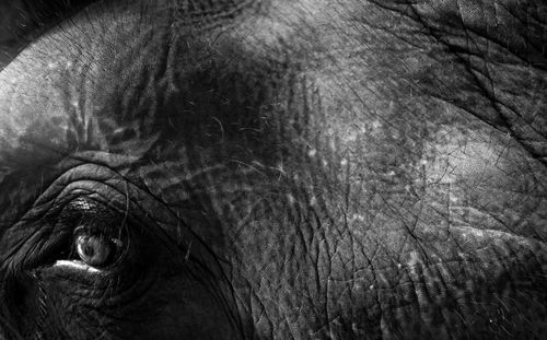 Extreme close up of elephant eye