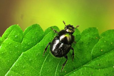 Close-up of insect on leaf