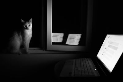 Cat sitting on sofa