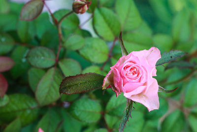 Close-up of pink rose