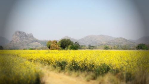 Scenic view of oilseed rape field against clear sky