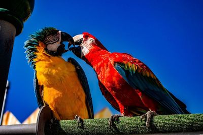 Low angle view of macaws against clear blue sky