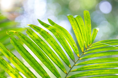 Close-up of palm leaf