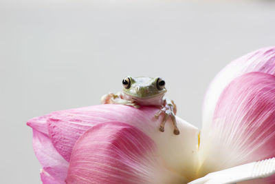 Frog and flower