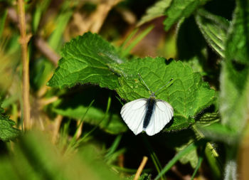 Close-up of insect on leaf