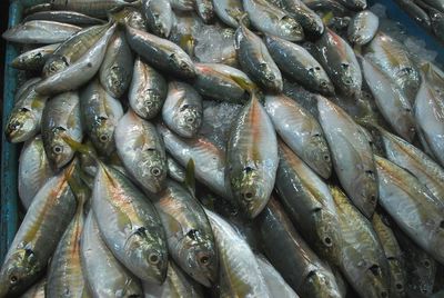 Close-up of fish for sale in market