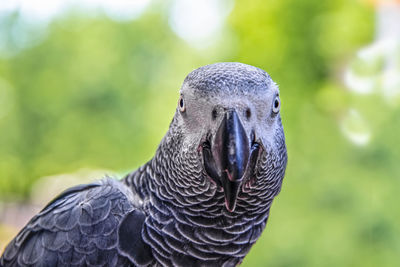 Close-up of peacock