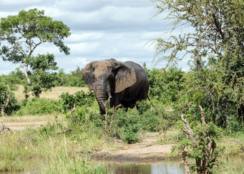 Elephant walking on grass by trees against sky