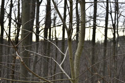 Close-up of bare trees in forest