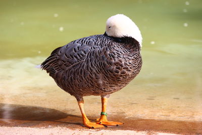 Close-up of bird by lake on sunny day