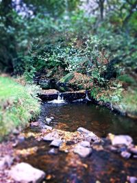 Stream flowing through forest