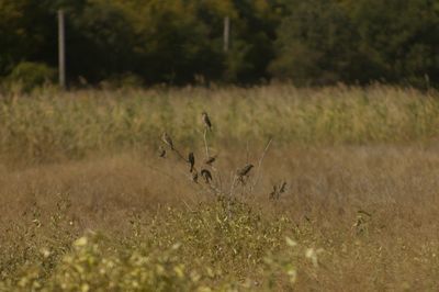 Close-up of birds on field