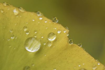 Close-up of water drops on leaf