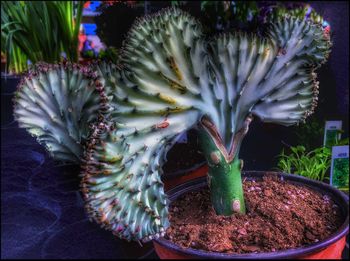 Close-up of cactus