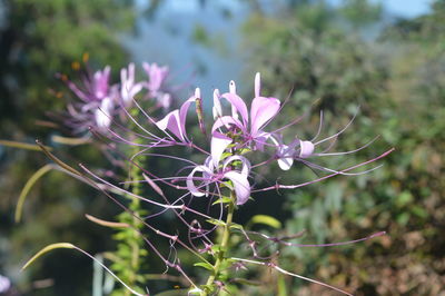 Close-up of purple flowers growing on field