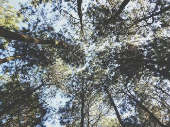 Low angle view of tree against sky