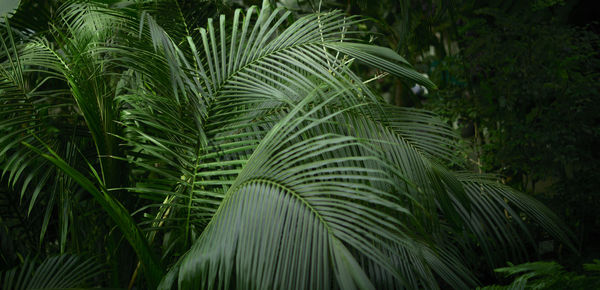 Tropical green leaves on background, nature summer forest plant concept.