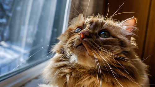Close-up of cat looking up by window at home