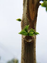 Close-up of plant against tree trunk
