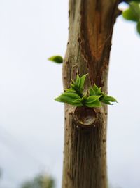 Close-up of plant against tree trunk