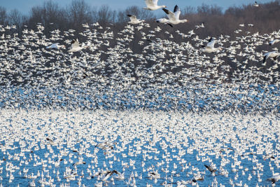 Seagulls flying over water