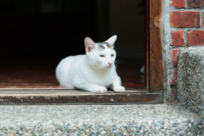 Portrait of a cat sitting on wall