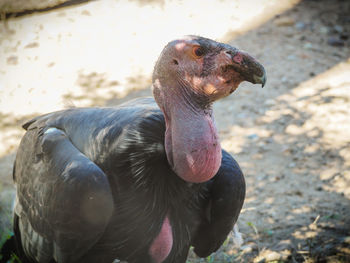 Close-up of duck