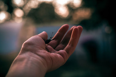 Cropped hand of person holding insect outdoors