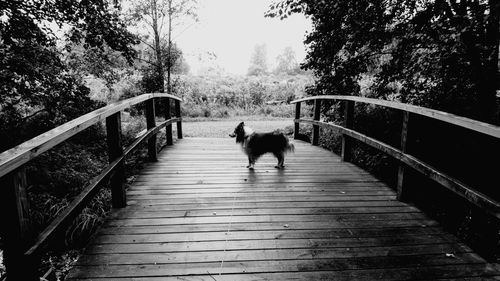View of two cats on footbridge