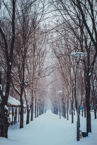 Trees on snow covered landscape