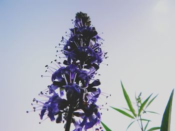 Low angle view of purple flowering plant against clear sky