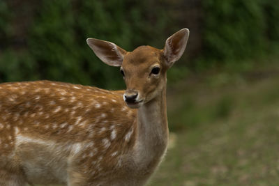 Deer standing on field