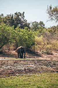 Elephants drinking water