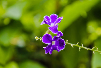 Close-up of purple flowering plant