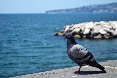 Seagull perching on rock