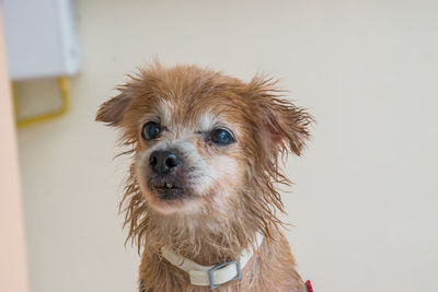 Close-up portrait of a dog