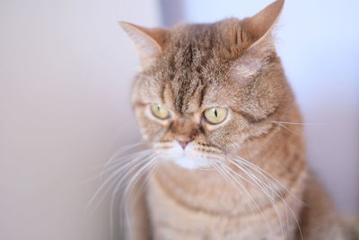 Close-up portrait of tabby cat