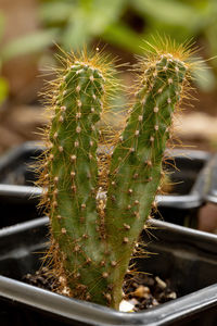 Close-up of succulent plant