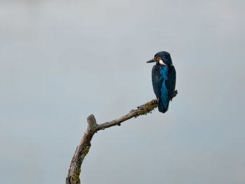 Splendid exemplary with beautiful colors of common kingfisher, alcedo atthis, on a thin branch.