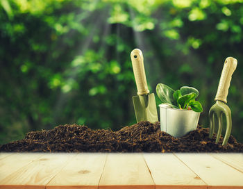 Gardening equipment by potted plant on table