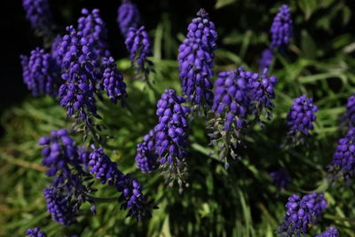 Close-up of purple flowering plants