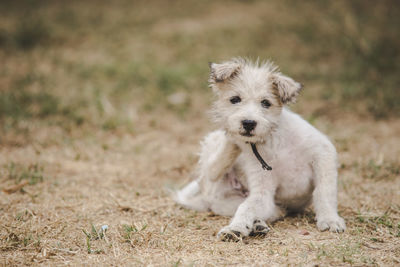 Portrait of puppy sitting on field