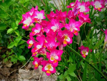 Close-up of pink flowers blooming outdoors