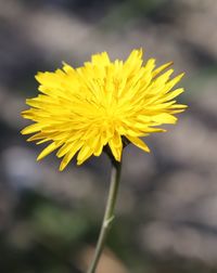 Close-up of yellow flower blooming outdoors