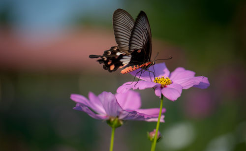 Close-up of butterfly pollinating on pink flower