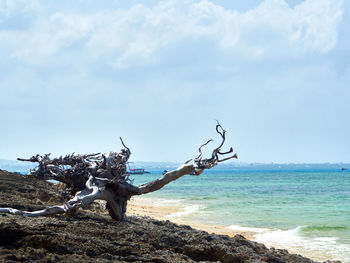 Driftwood on beach by sea against sky