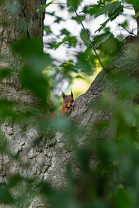 Portrait of cat on tree trunk