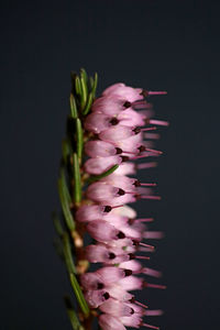 Close-up of purple flowering plant against black background