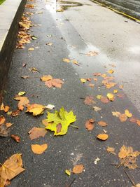 High angle view of autumn leaves fallen on road