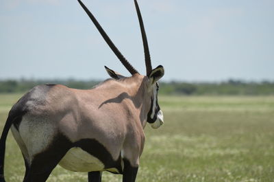 Horse standing on field against sky